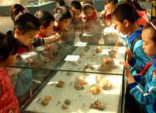 北京自然博物馆“海洋贝壳展”